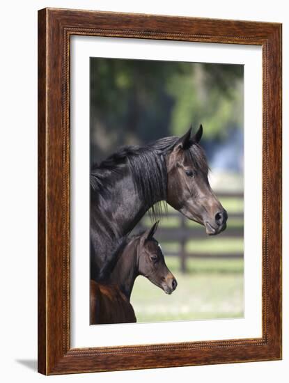 Hennessy Arabians 001-Bob Langrish-Framed Photographic Print