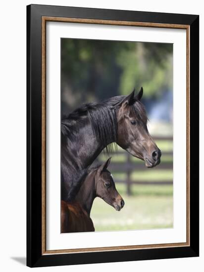 Hennessy Arabians 001-Bob Langrish-Framed Photographic Print