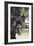 Hennessy Arabians 001-Bob Langrish-Framed Photographic Print