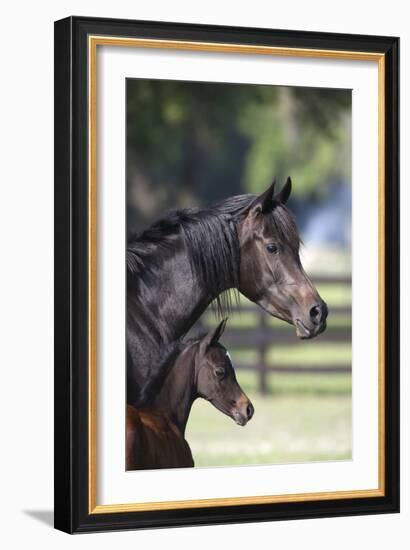 Hennessy Arabians 001-Bob Langrish-Framed Photographic Print