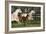 Hennessy Arabians 009-Bob Langrish-Framed Photographic Print