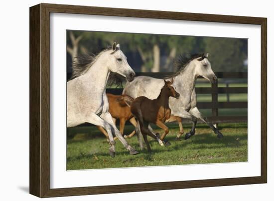 Hennessy Arabians 009-Bob Langrish-Framed Photographic Print