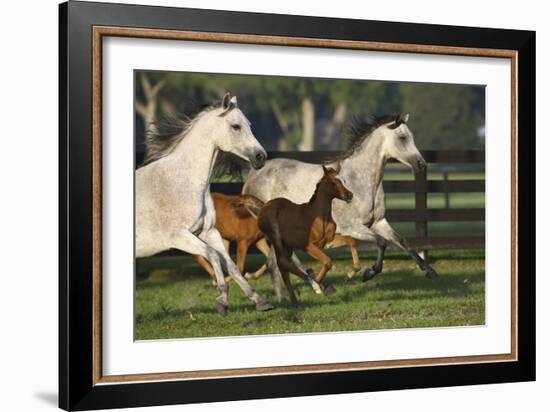 Hennessy Arabians 009-Bob Langrish-Framed Photographic Print