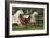 Hennessy Arabians 009-Bob Langrish-Framed Photographic Print