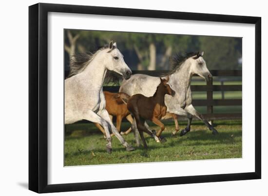 Hennessy Arabians 009-Bob Langrish-Framed Photographic Print