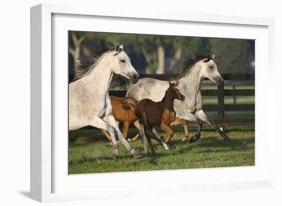 Hennessy Arabians 009-Bob Langrish-Framed Photographic Print