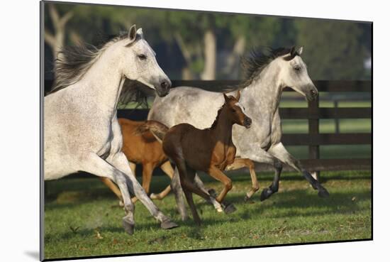 Hennessy Arabians 009-Bob Langrish-Mounted Photographic Print
