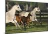 Hennessy Arabians 009-Bob Langrish-Mounted Photographic Print