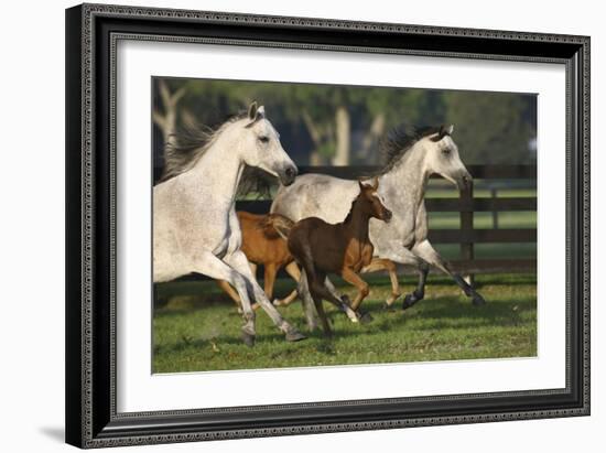 Hennessy Arabians 009-Bob Langrish-Framed Photographic Print