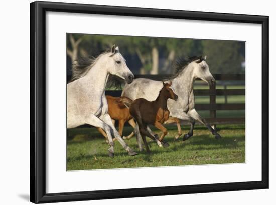 Hennessy Arabians 009-Bob Langrish-Framed Photographic Print