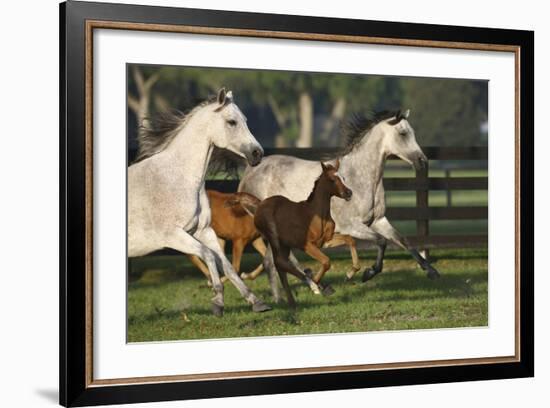 Hennessy Arabians 009-Bob Langrish-Framed Photographic Print