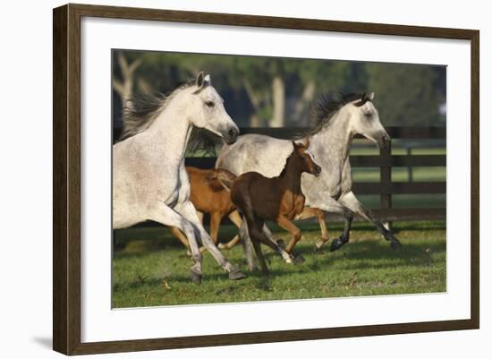 Hennessy Arabians 009-Bob Langrish-Framed Photographic Print