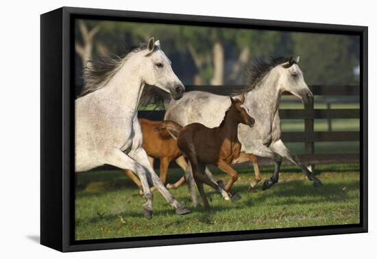 Hennessy Arabians 009-Bob Langrish-Framed Premier Image Canvas