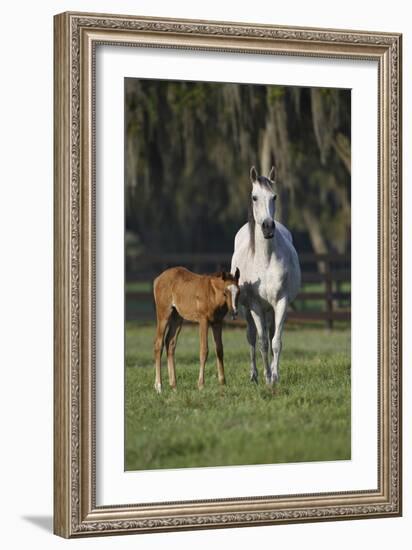 Hennessy Arabians 011-Bob Langrish-Framed Photographic Print