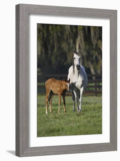 Hennessy Arabians 011-Bob Langrish-Framed Photographic Print