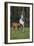 Hennessy Arabians 011-Bob Langrish-Framed Photographic Print