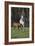 Hennessy Arabians 011-Bob Langrish-Framed Photographic Print