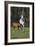 Hennessy Arabians 011-Bob Langrish-Framed Photographic Print