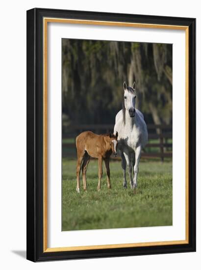 Hennessy Arabians 011-Bob Langrish-Framed Photographic Print