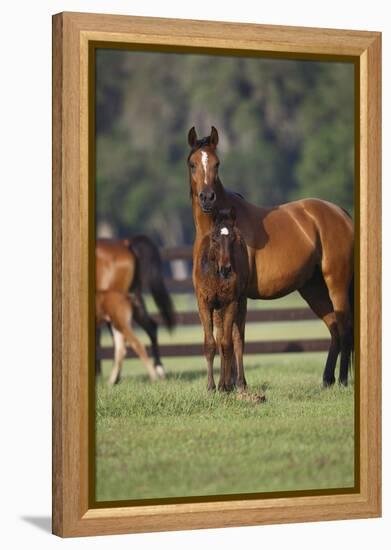 Hennessy Arabians 012-Bob Langrish-Framed Premier Image Canvas