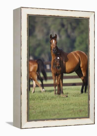 Hennessy Arabians 012-Bob Langrish-Framed Premier Image Canvas