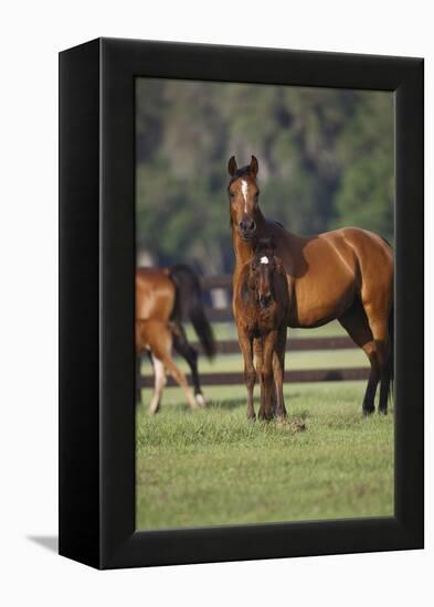 Hennessy Arabians 012-Bob Langrish-Framed Premier Image Canvas