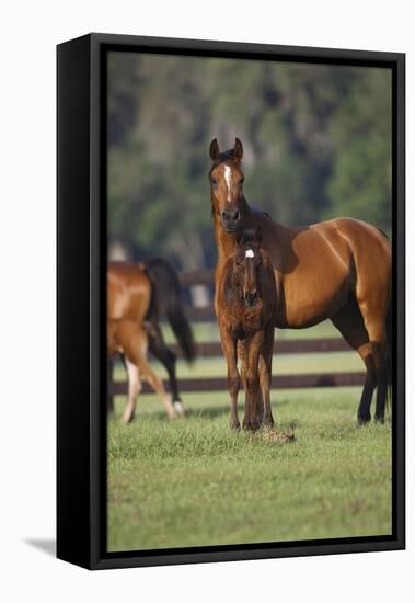 Hennessy Arabians 012-Bob Langrish-Framed Premier Image Canvas