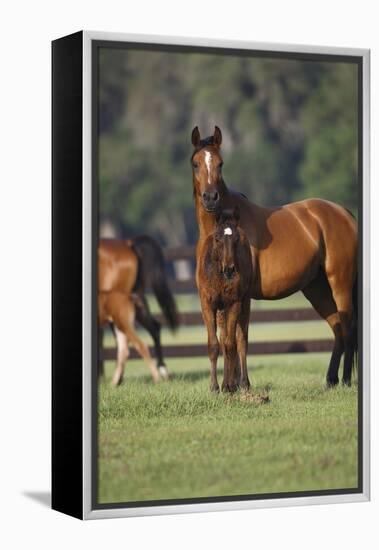Hennessy Arabians 012-Bob Langrish-Framed Premier Image Canvas