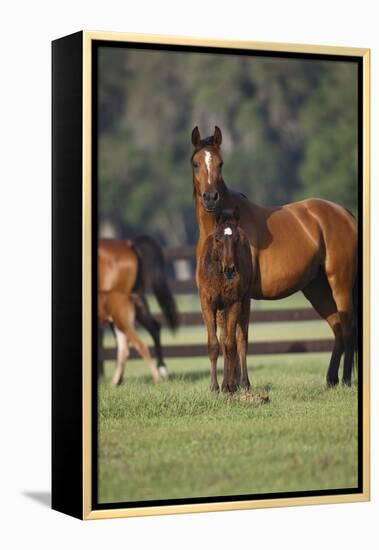 Hennessy Arabians 012-Bob Langrish-Framed Premier Image Canvas