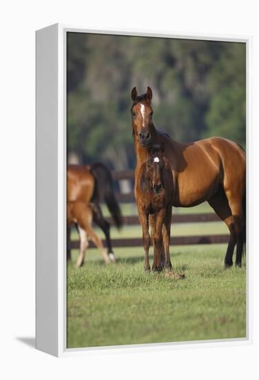 Hennessy Arabians 012-Bob Langrish-Framed Premier Image Canvas