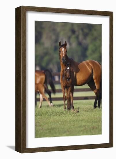 Hennessy Arabians 012-Bob Langrish-Framed Photographic Print