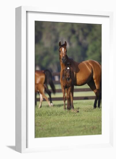 Hennessy Arabians 012-Bob Langrish-Framed Photographic Print