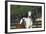 Hennessy Arabians 013-Bob Langrish-Framed Photographic Print