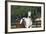 Hennessy Arabians 013-Bob Langrish-Framed Photographic Print