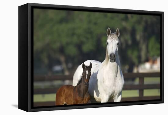 Hennessy Arabians 013-Bob Langrish-Framed Premier Image Canvas