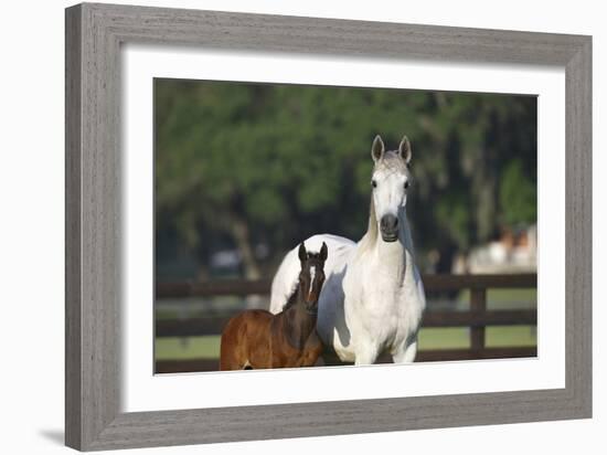 Hennessy Arabians 013-Bob Langrish-Framed Photographic Print