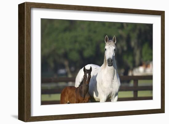 Hennessy Arabians 013-Bob Langrish-Framed Photographic Print