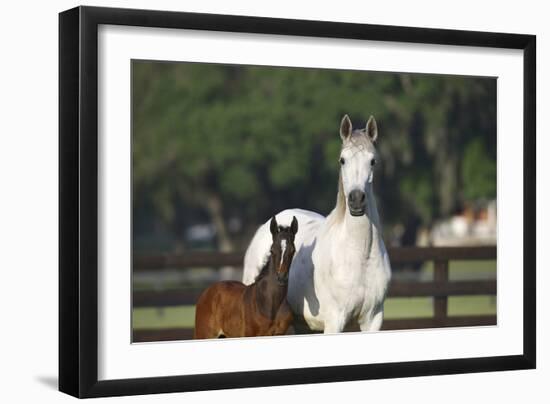 Hennessy Arabians 013-Bob Langrish-Framed Photographic Print