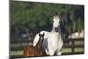Hennessy Arabians 013-Bob Langrish-Mounted Photographic Print