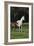 Hennessy Arabians 014-Bob Langrish-Framed Photographic Print