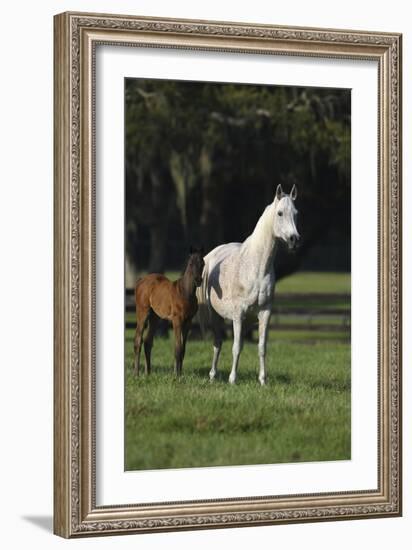 Hennessy Arabians 014-Bob Langrish-Framed Photographic Print