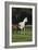 Hennessy Arabians 014-Bob Langrish-Framed Photographic Print