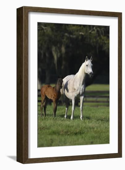 Hennessy Arabians 014-Bob Langrish-Framed Photographic Print