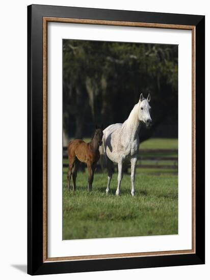 Hennessy Arabians 014-Bob Langrish-Framed Photographic Print