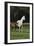 Hennessy Arabians 014-Bob Langrish-Framed Photographic Print