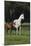 Hennessy Arabians 014-Bob Langrish-Mounted Photographic Print