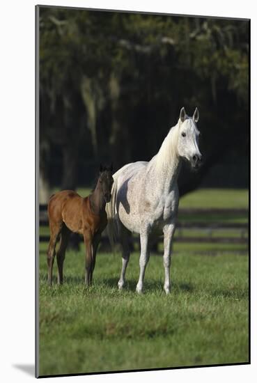 Hennessy Arabians 014-Bob Langrish-Mounted Photographic Print