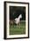 Hennessy Arabians 014-Bob Langrish-Framed Photographic Print