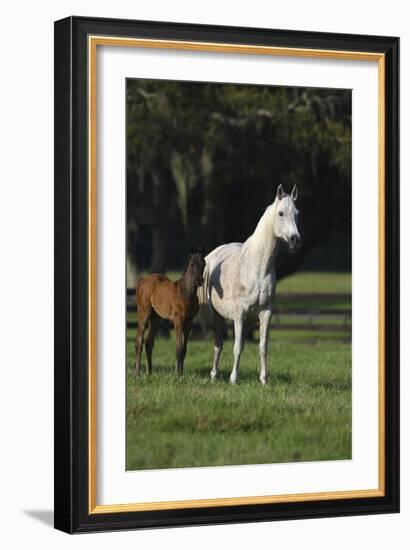 Hennessy Arabians 014-Bob Langrish-Framed Photographic Print