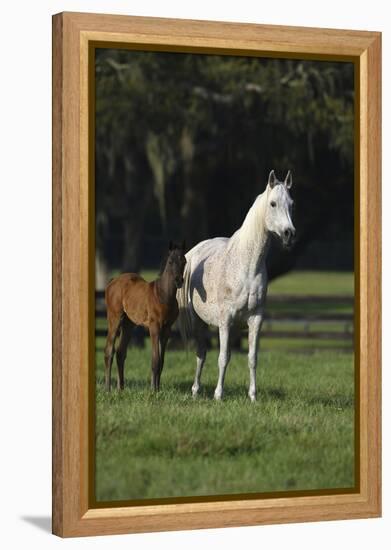 Hennessy Arabians 014-Bob Langrish-Framed Premier Image Canvas